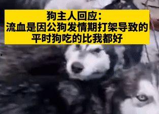爆料狗狗打架视频播放大全,火爆打架视频大盘点  第3张